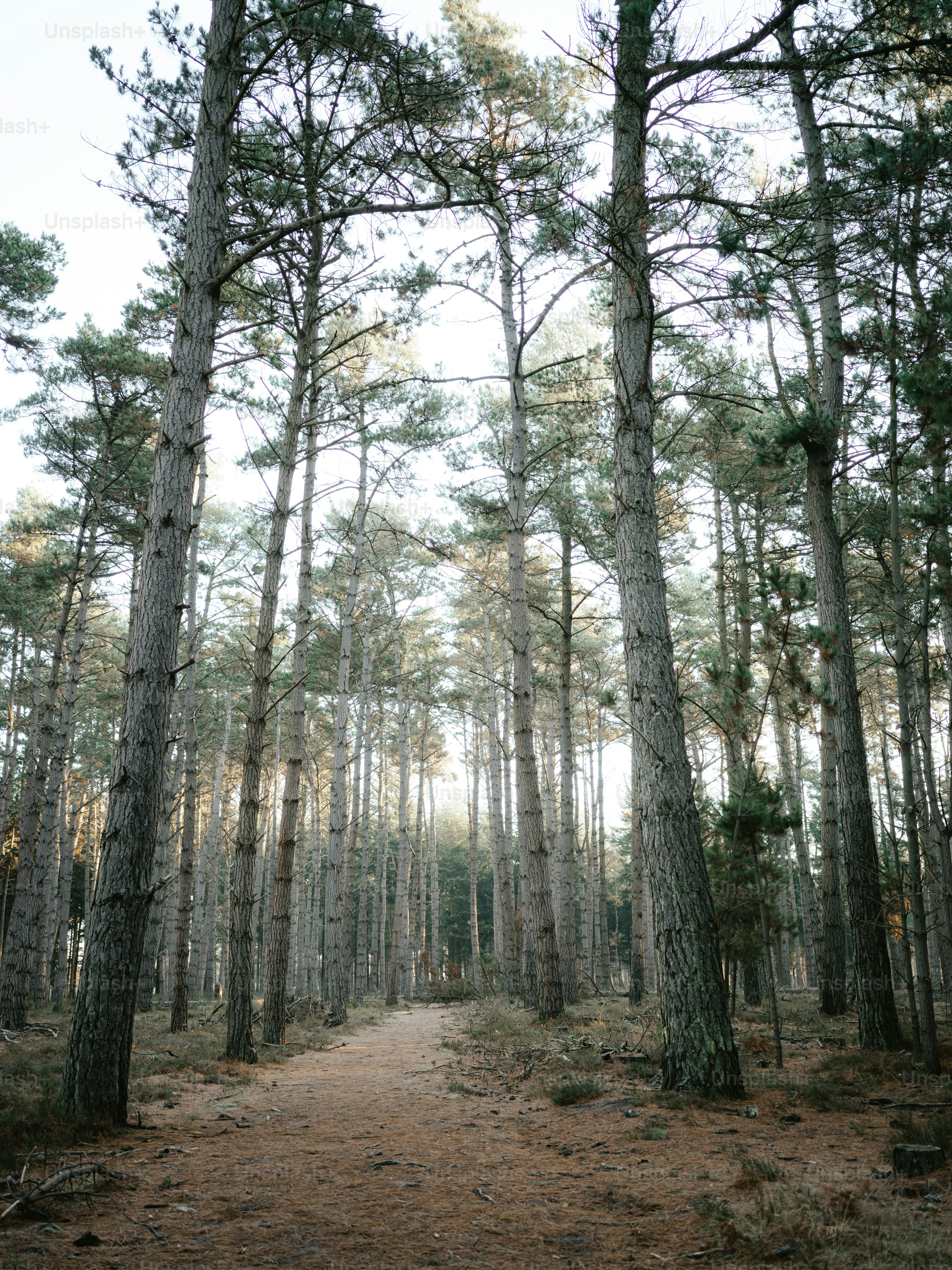 a dirt road surrounded by tall pine trees