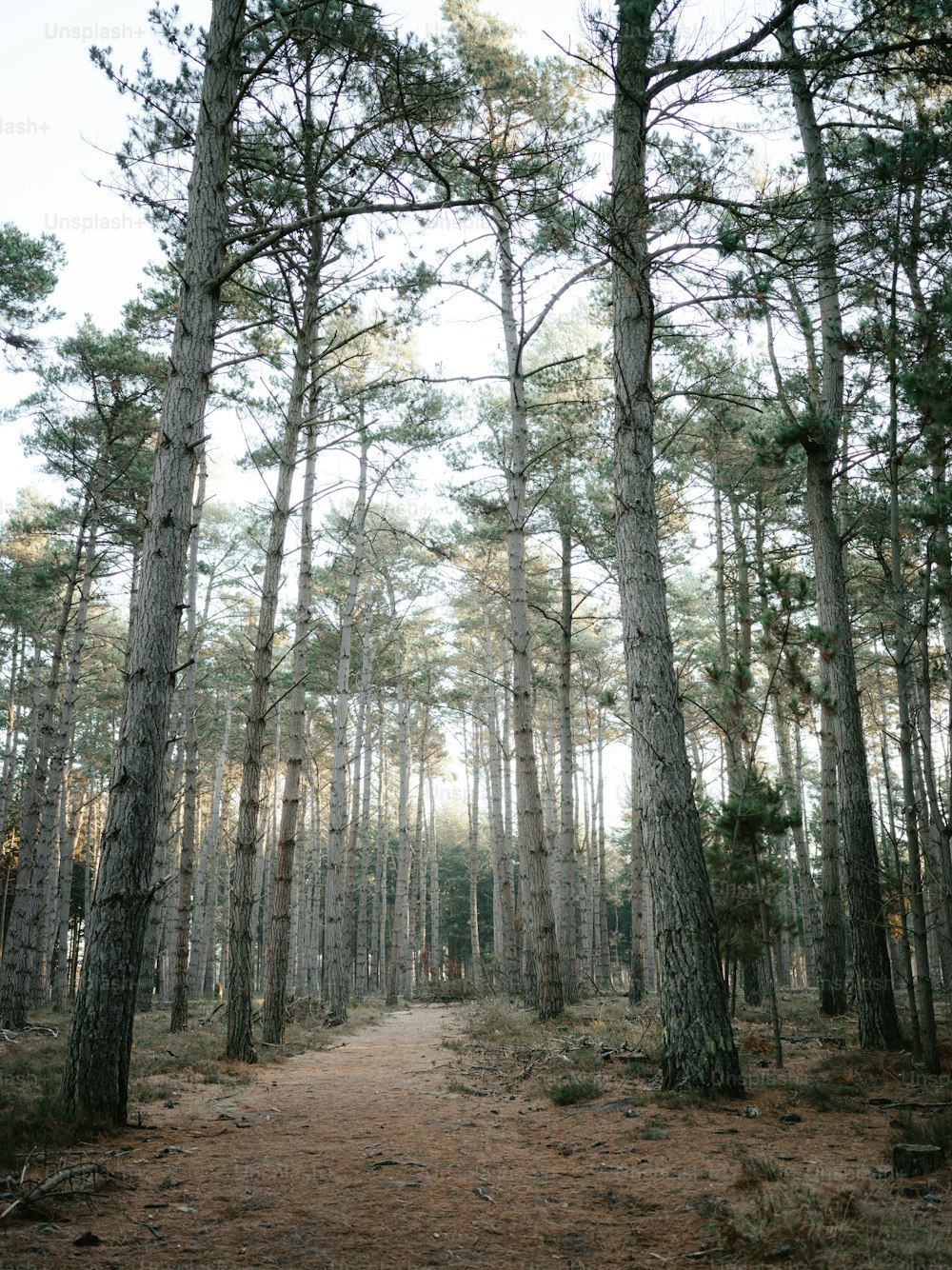 uma estrada de terra cercada por pinheiros altos