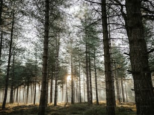 a forest filled with lots of tall trees