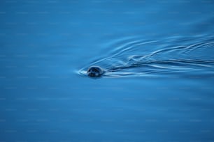ein kleines Tier, das in einem Gewässer schwimmt