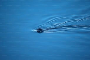 a small animal swimming in a body of water