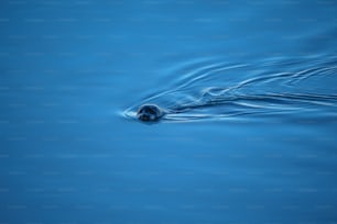 a small animal swimming in a body of water