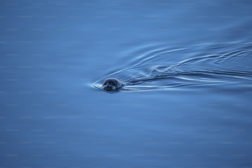 a small animal swimming in a body of water