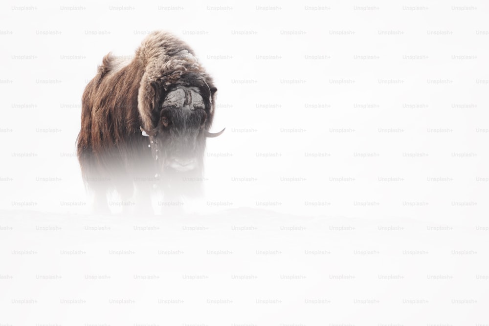 Un bisonte in piedi nella neve nel bel mezzo della giornata