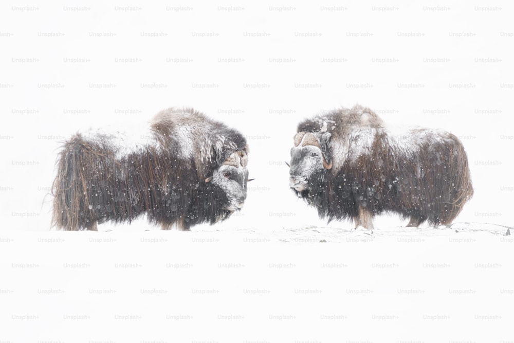 a couple of bison standing next to each other in the snow