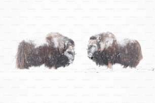 a couple of bison standing next to each other in the snow