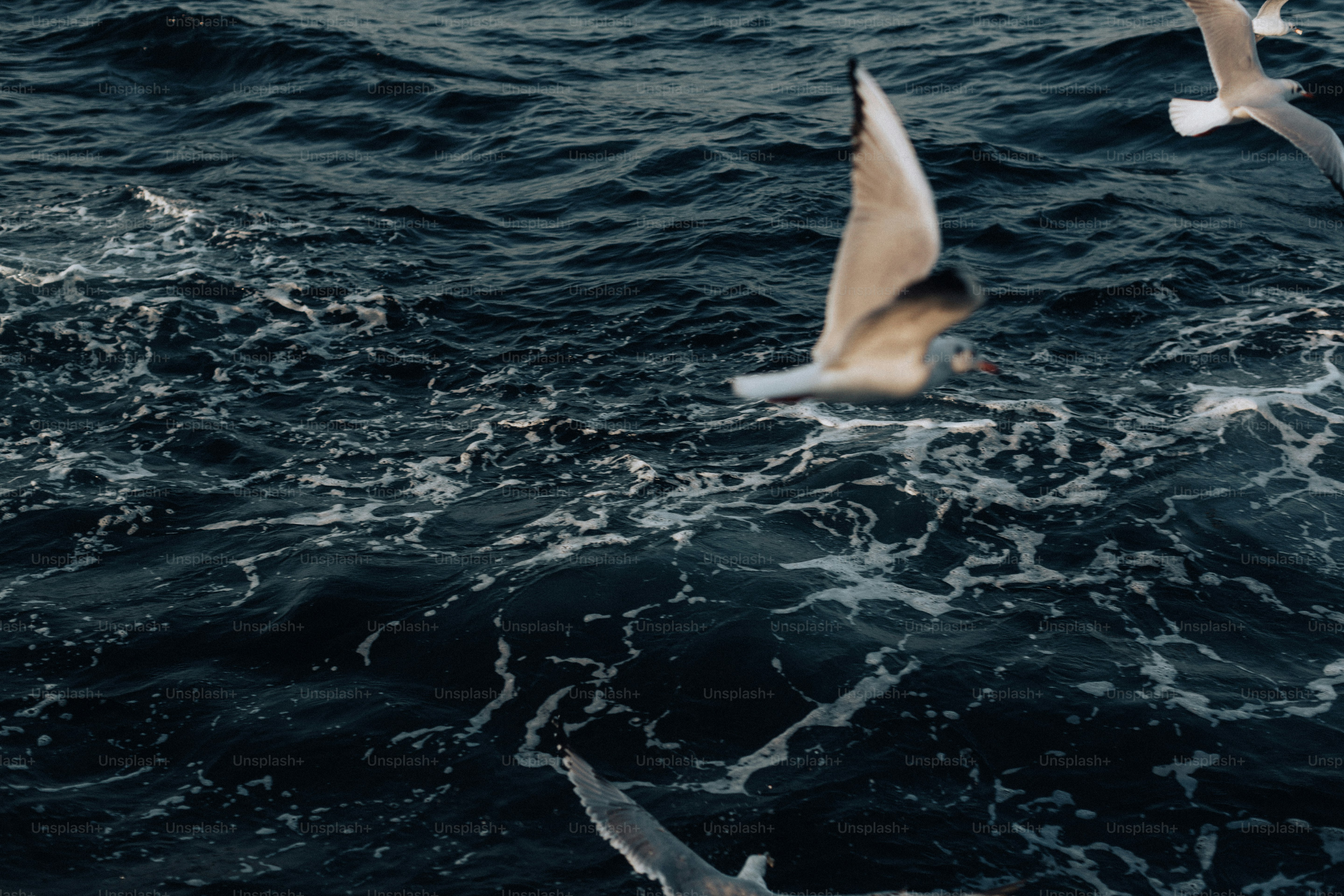 a flock of seagulls flying over a body of water