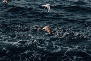 Dos gaviotas volando sobre un cuerpo de agua