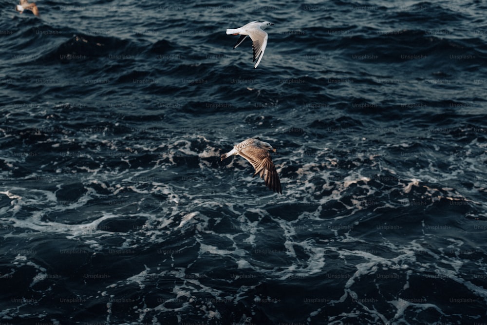 two seagulls flying over a body of water