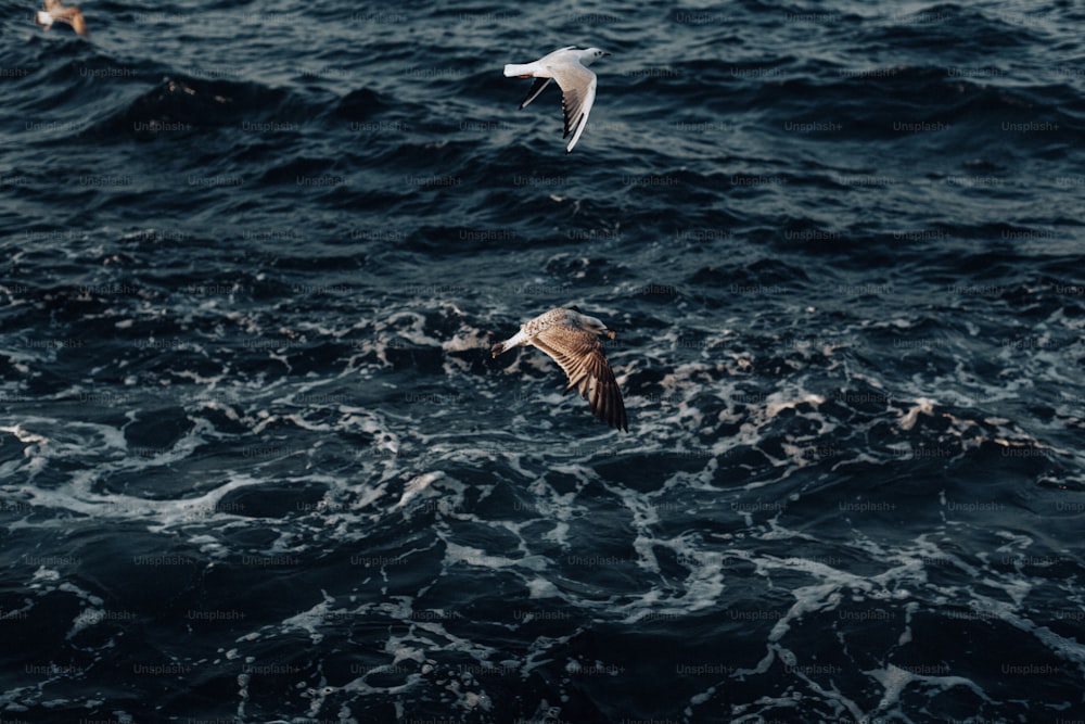 duas gaivotas voando sobre um corpo de água
