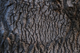 Un primer plano de la corteza de un árbol