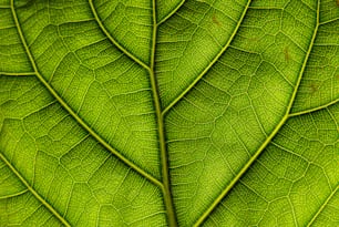 a close up view of a green leaf