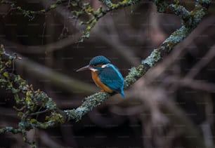 Un uccello blu e arancione appollaiato su un ramo d'albero
