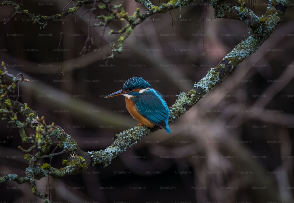 um pássaro azul e laranja empoleirado em um galho de árvore