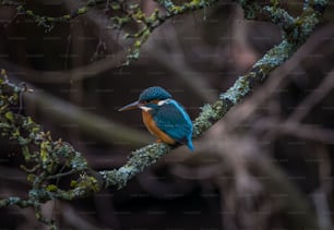 a blue and orange bird perched on a tree branch