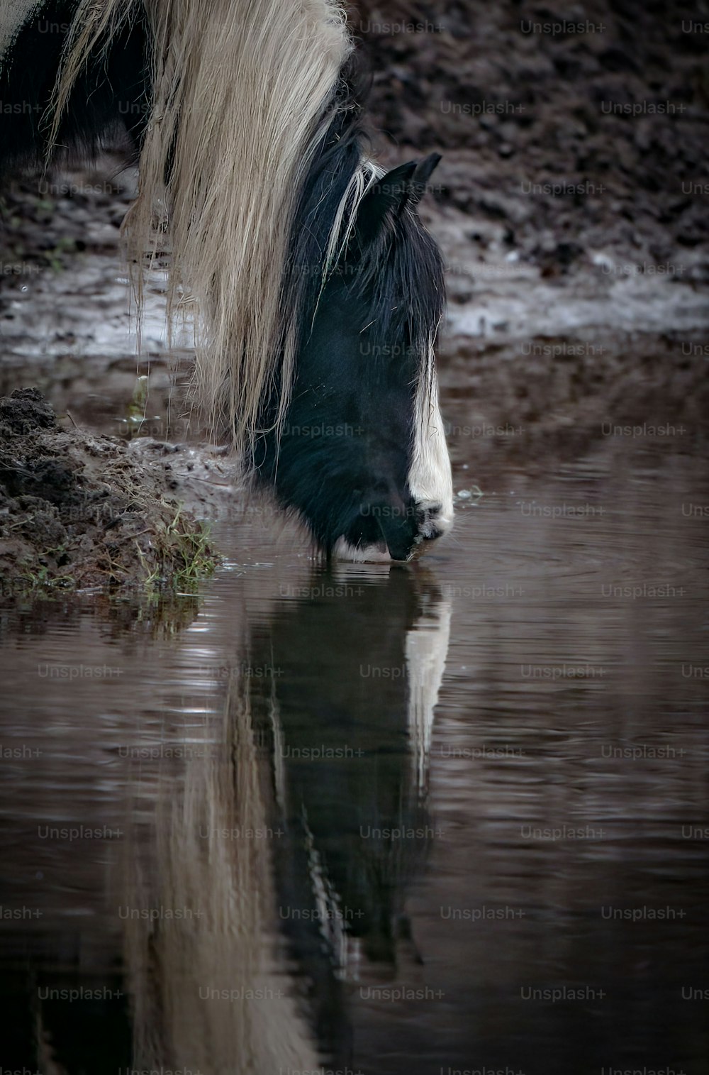 a black and white horse drinking water from a pond