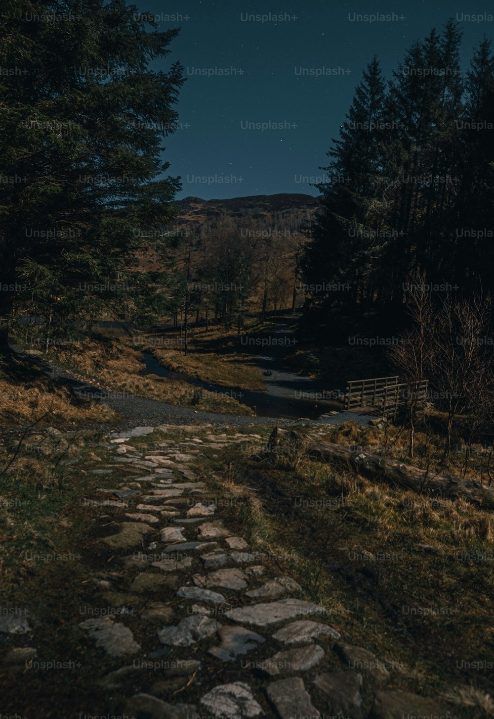 Un chemin de pierre au milieu d’une forêt