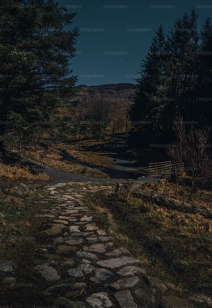 a stone path in the middle of a forest
