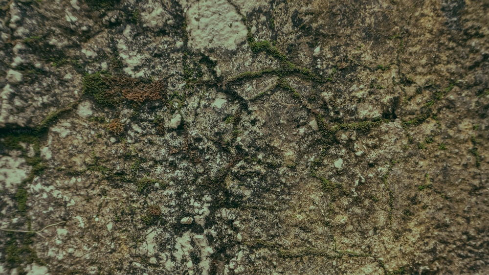 a close up of a rock with moss growing on it