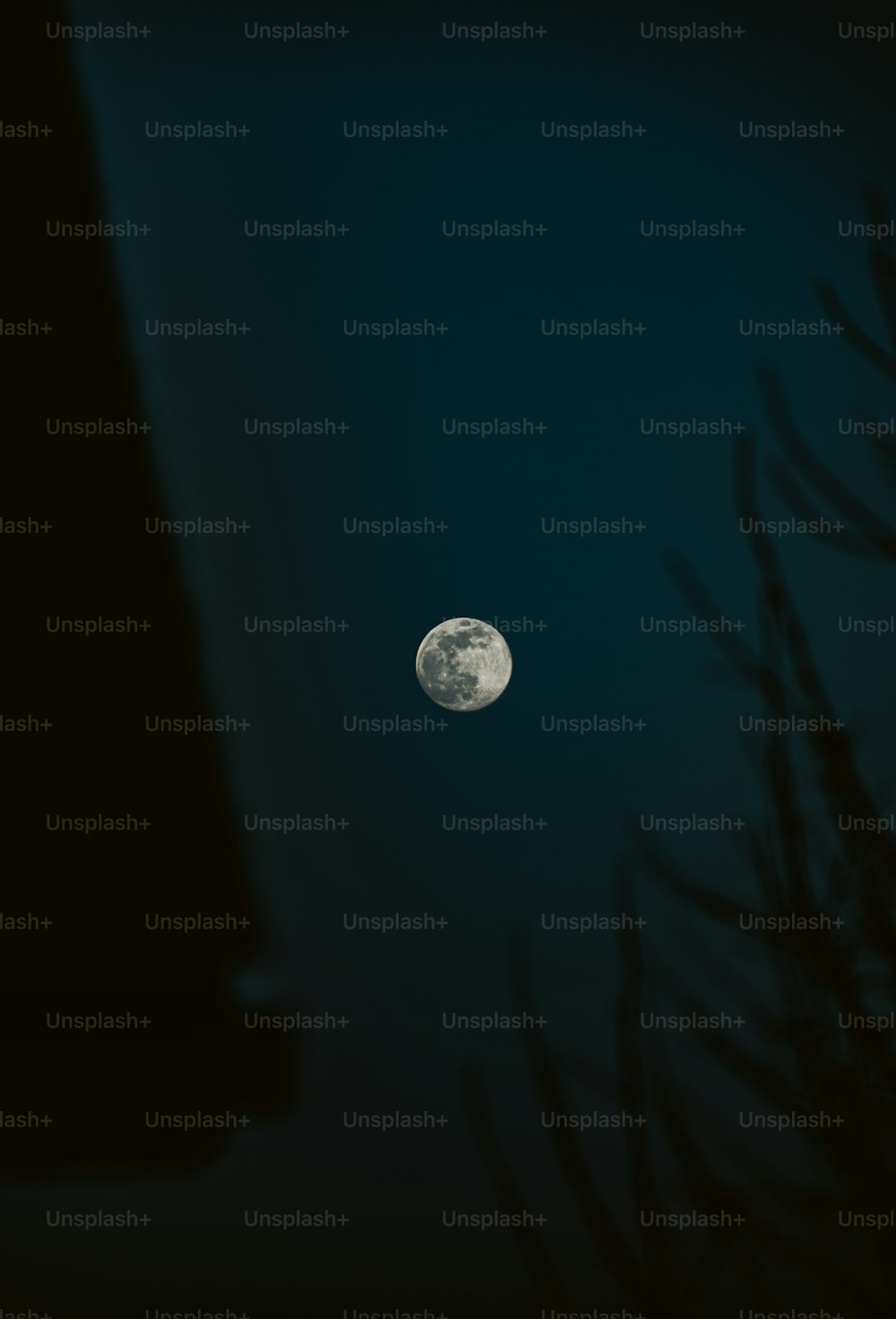 a full moon seen through the branches of a tree