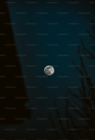Una luna llena vista a través de las ramas de un árbol