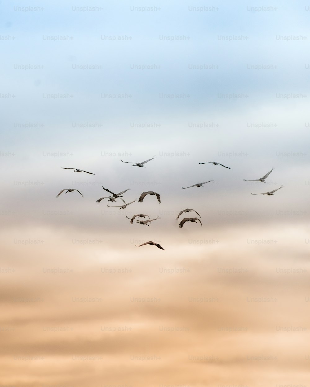 a flock of birds flying through a cloudy sky