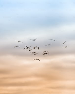 a flock of birds flying through a cloudy sky