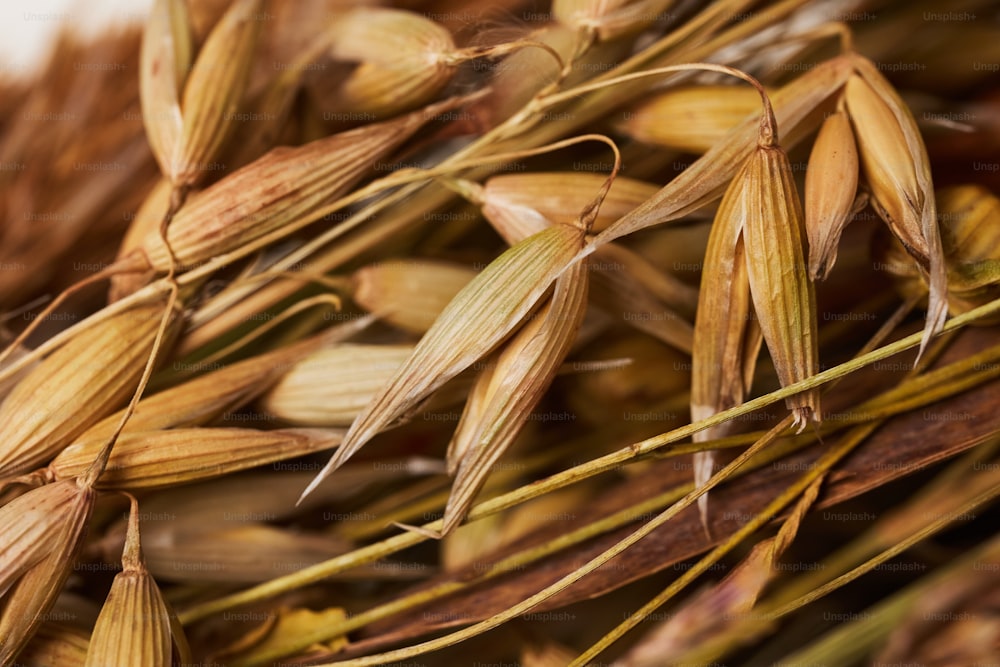 a close up of a bunch of corn stalks