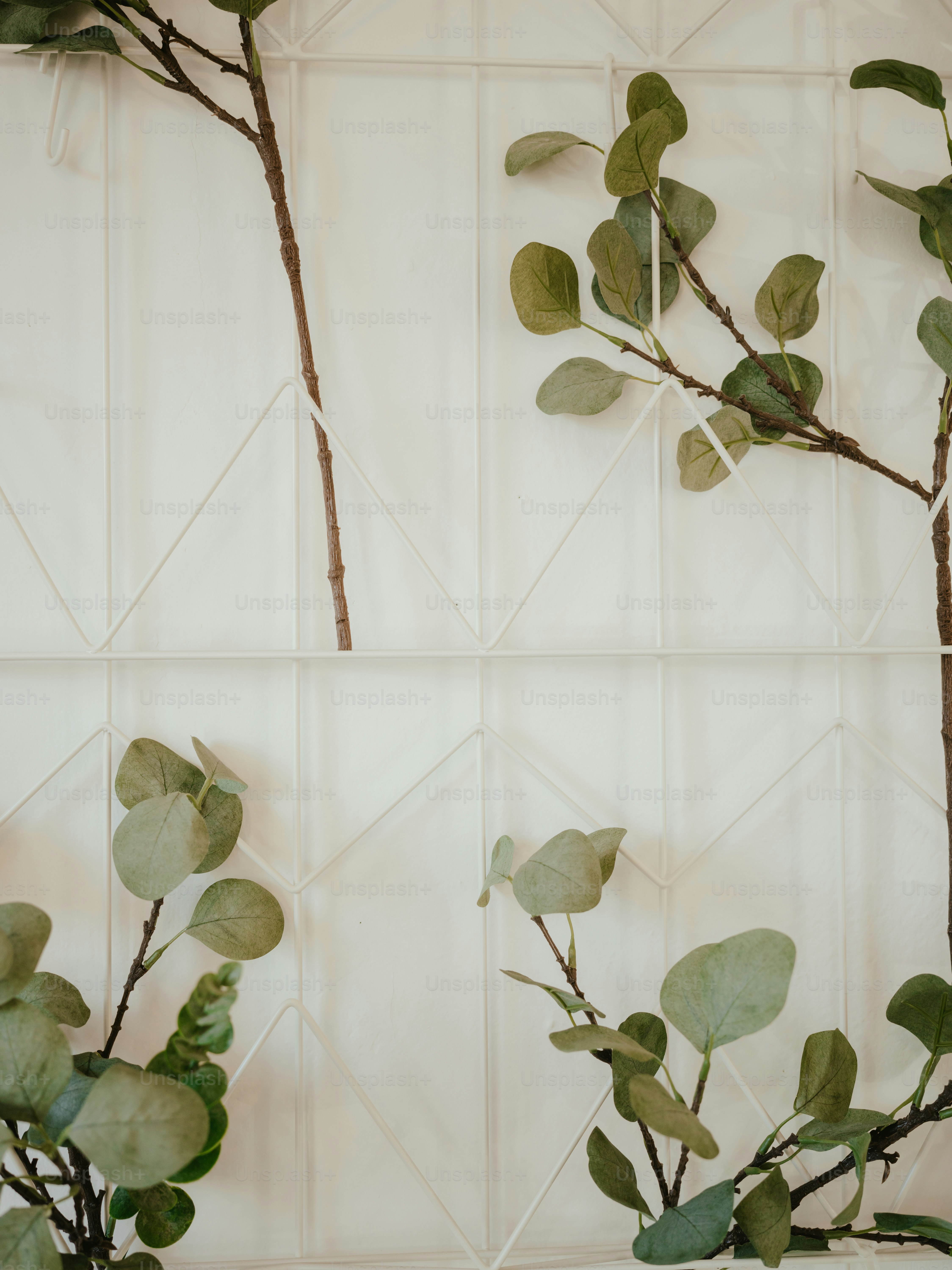 a close up of a plant on a wall
