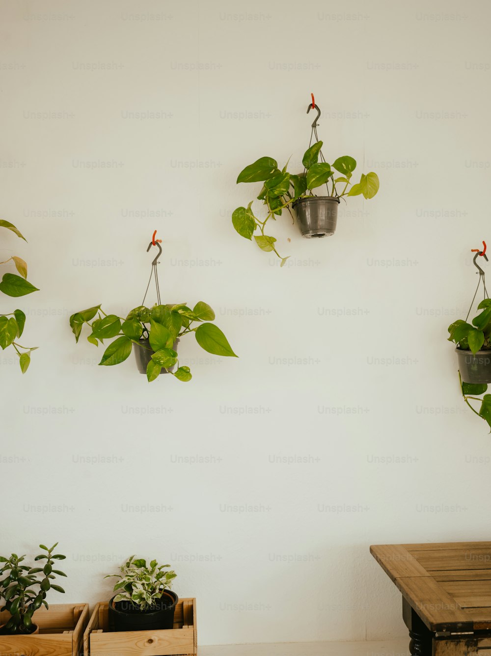 a white wall with three hanging plants on it