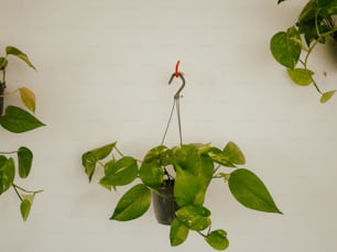 Eine Pflanze, die an einem Haken an einer Wand hängt