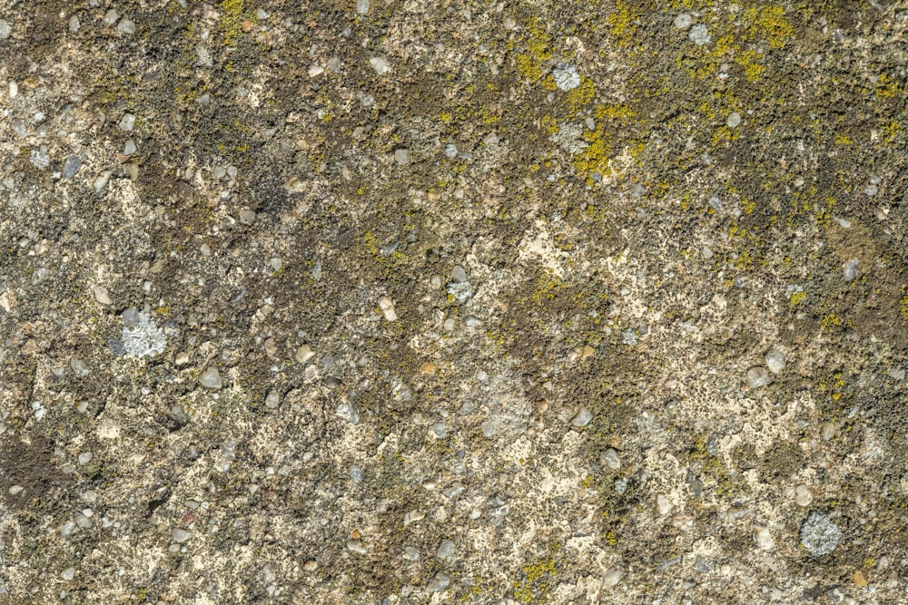 a close up of a rock with moss growing on it