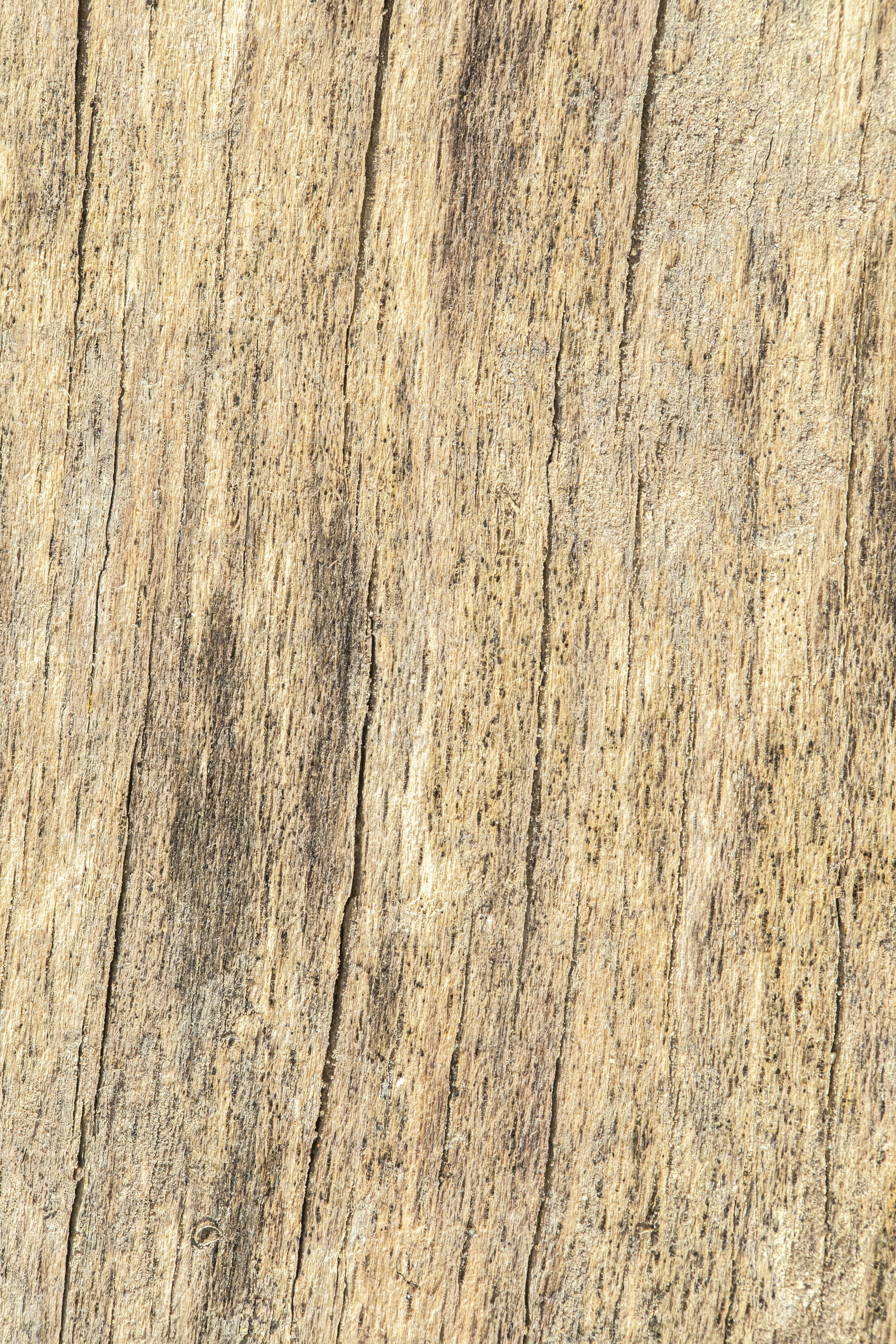 a bird is perched on a tree stump