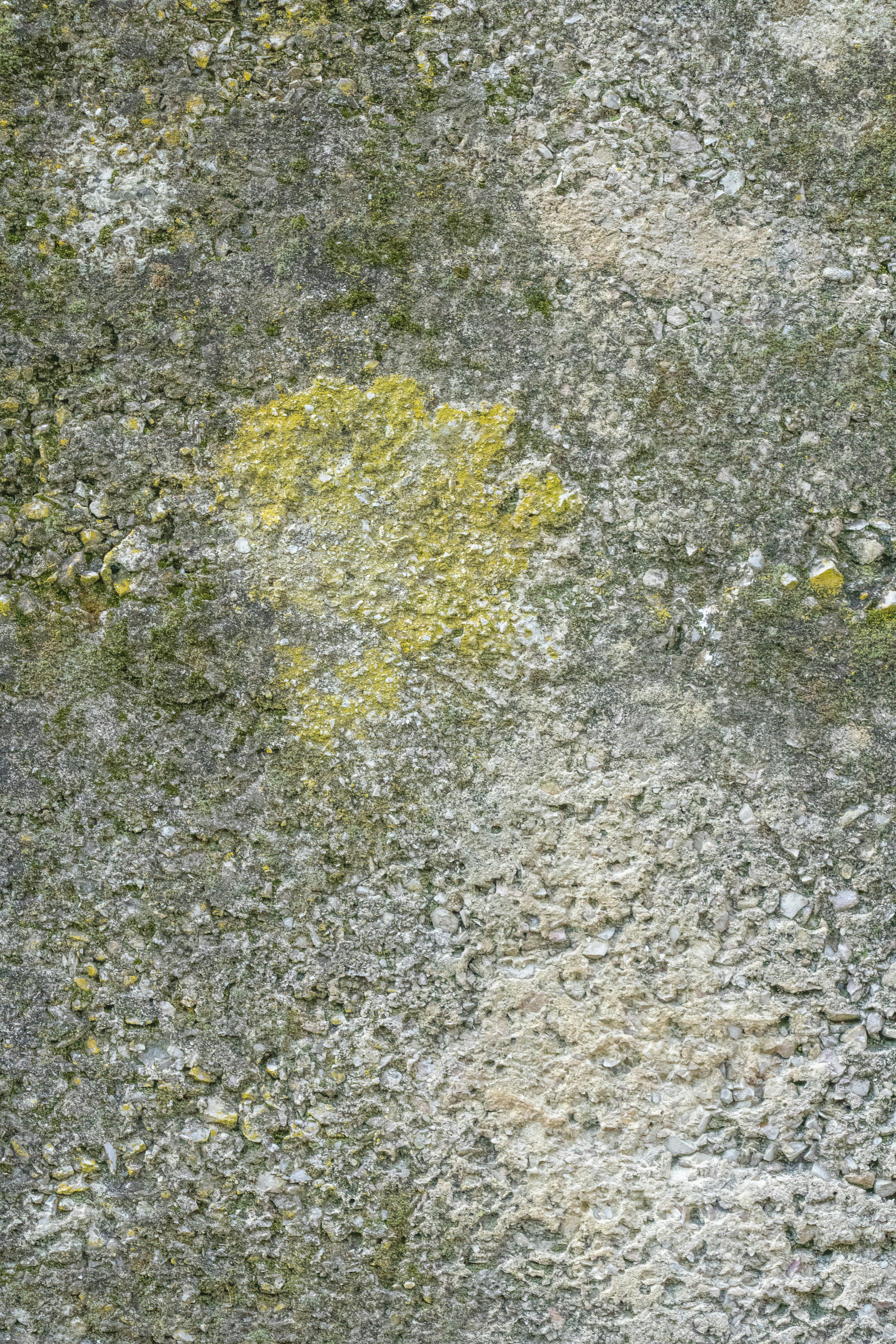 a bird is standing on the ground near a patch of grass