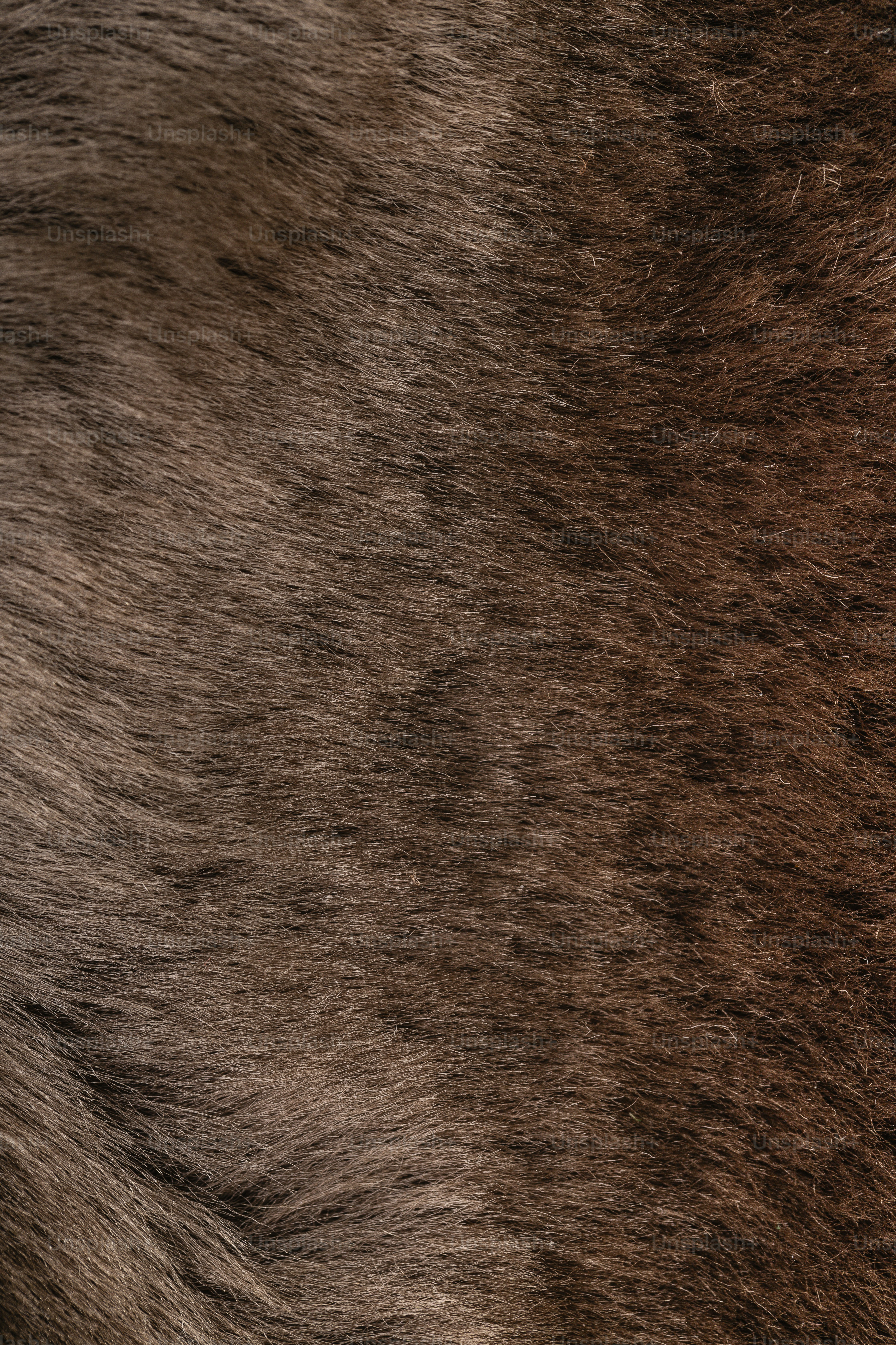 the fur of a horse is brown and black