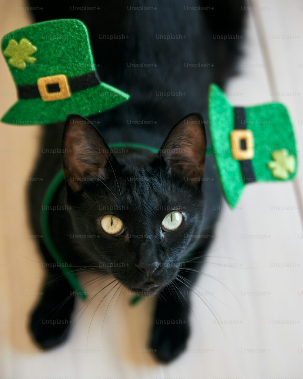 緑の帽子と緑の弓をかぶった黒猫