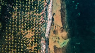 木々のフィールドの空中写真