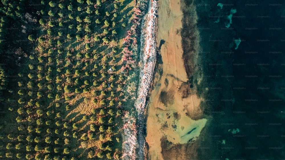 an aerial view of a field of trees