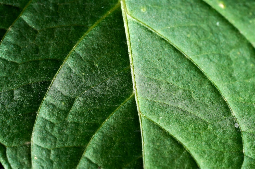 Vue rapprochée d’une feuille verte
