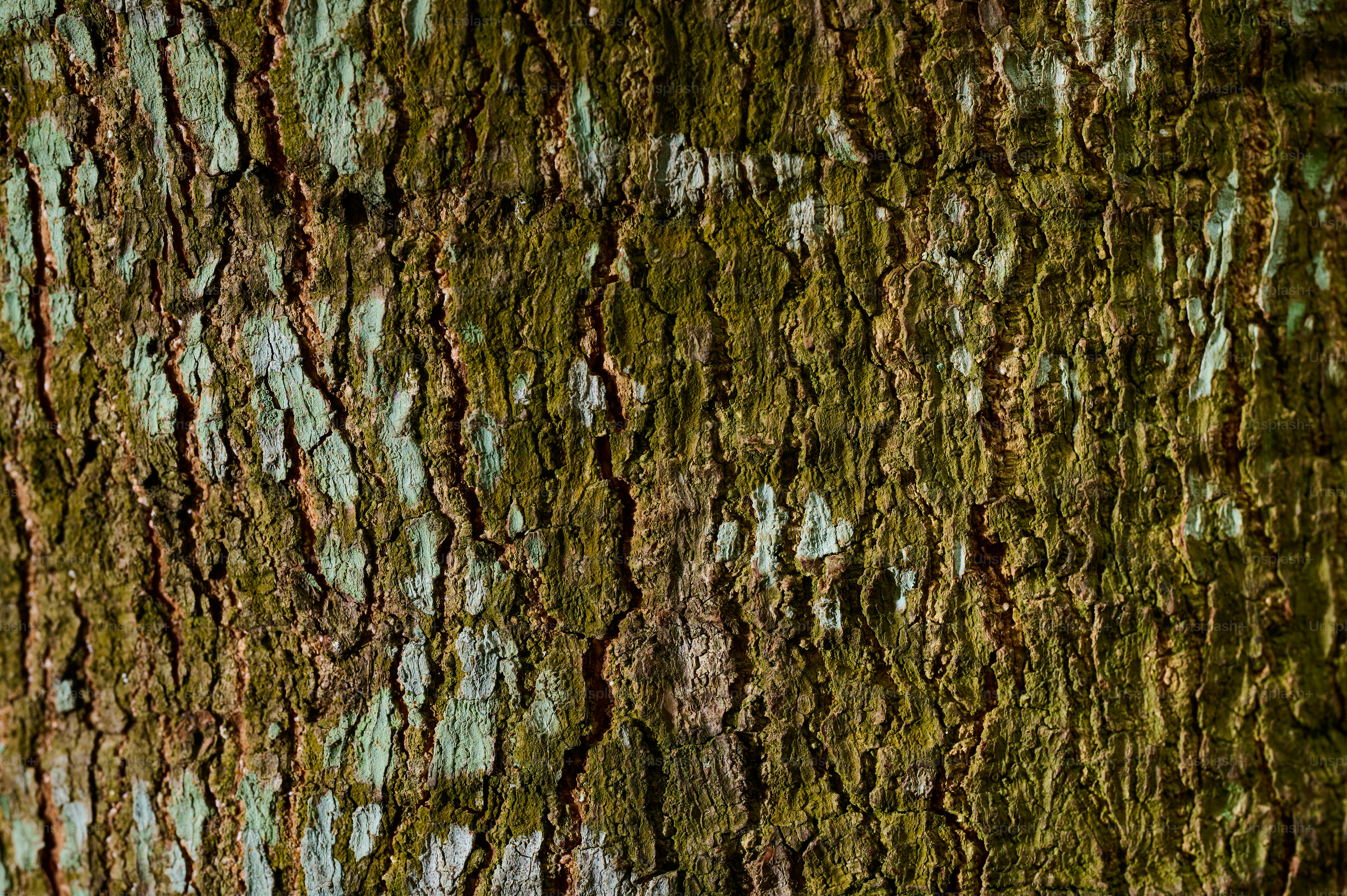 a close up of the bark of a tree