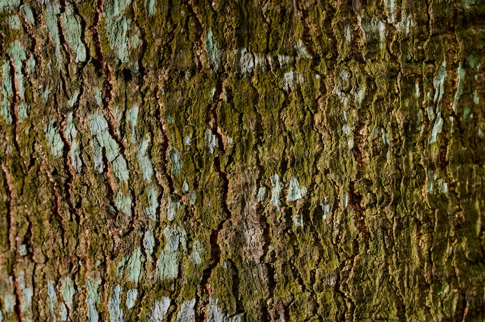 a close up of the bark of a tree