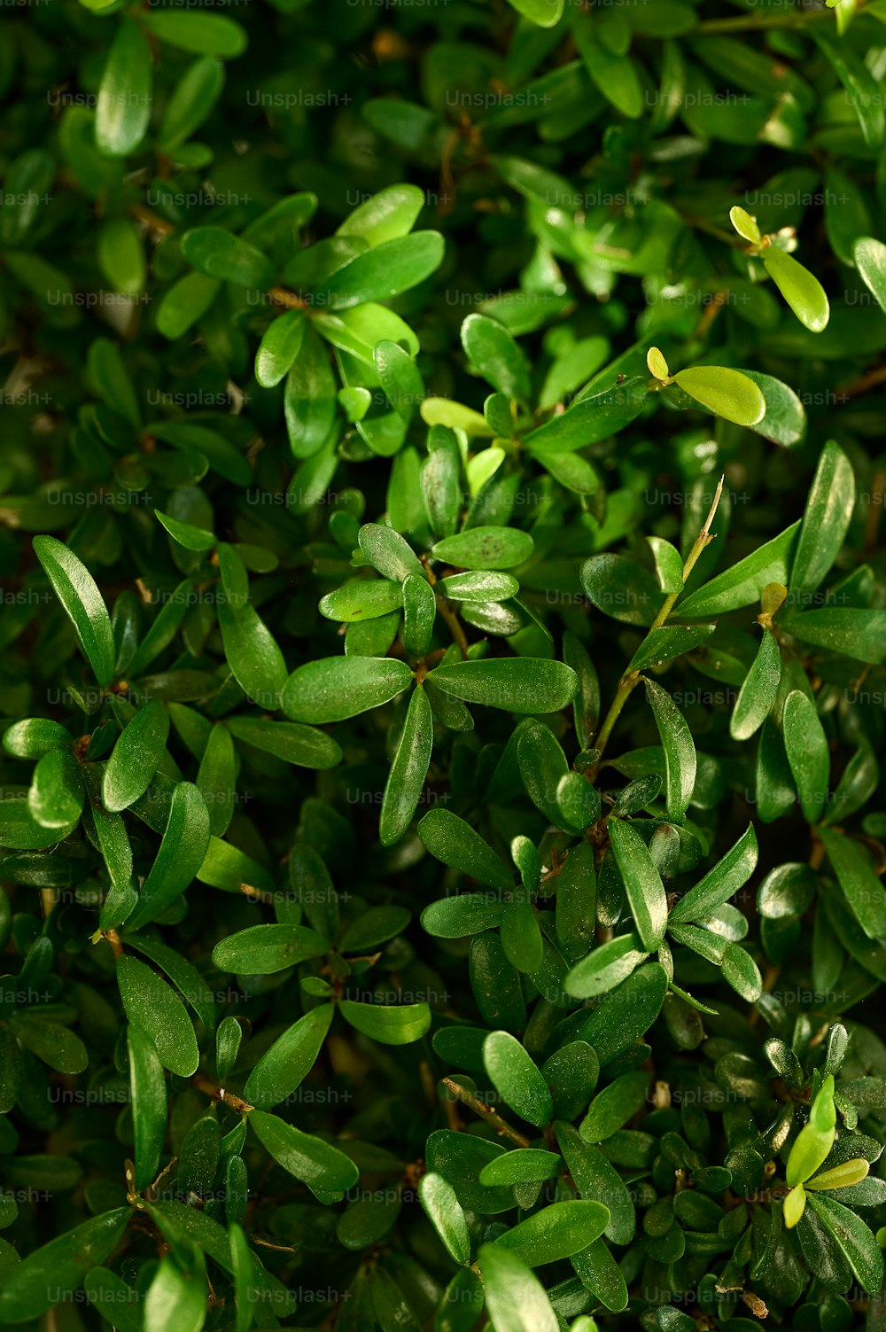 녹색 잎이있는 부시의 클로즈업