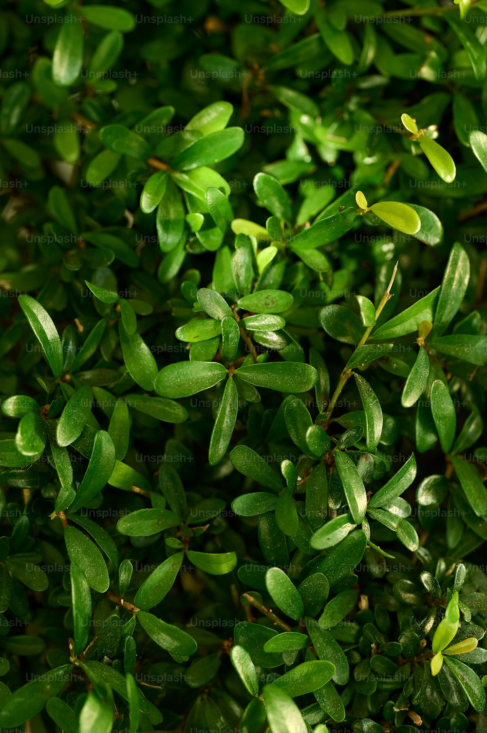 a close up of a bush with green leaves