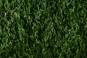 a close up of a green grass texture