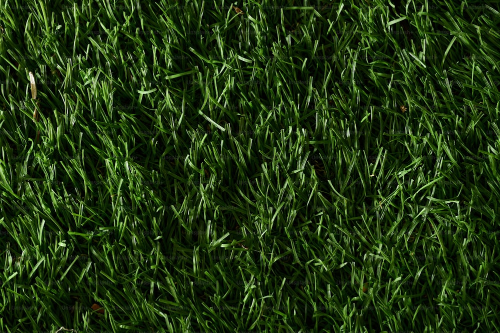 Un primer plano de una textura de hierba verde