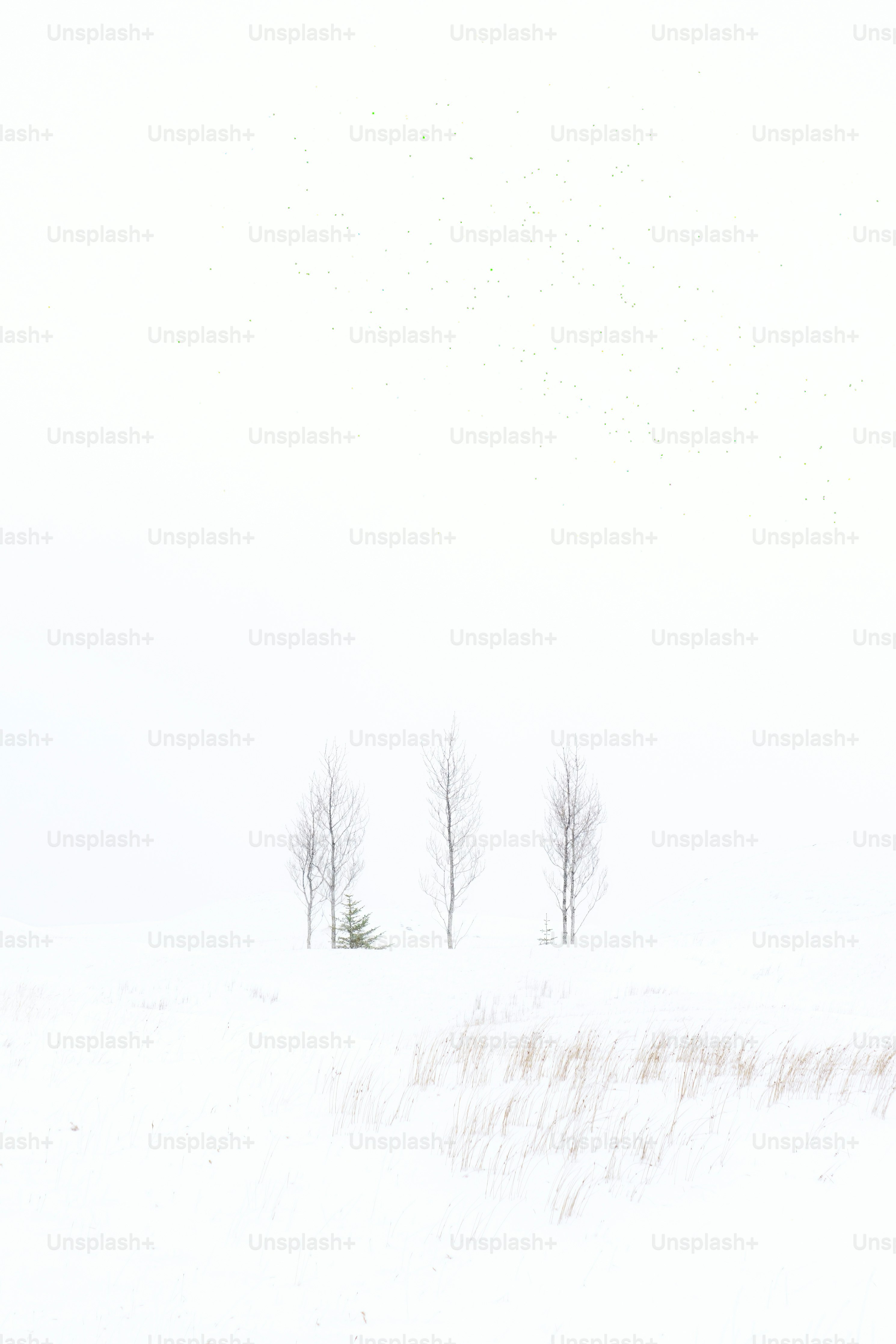winter