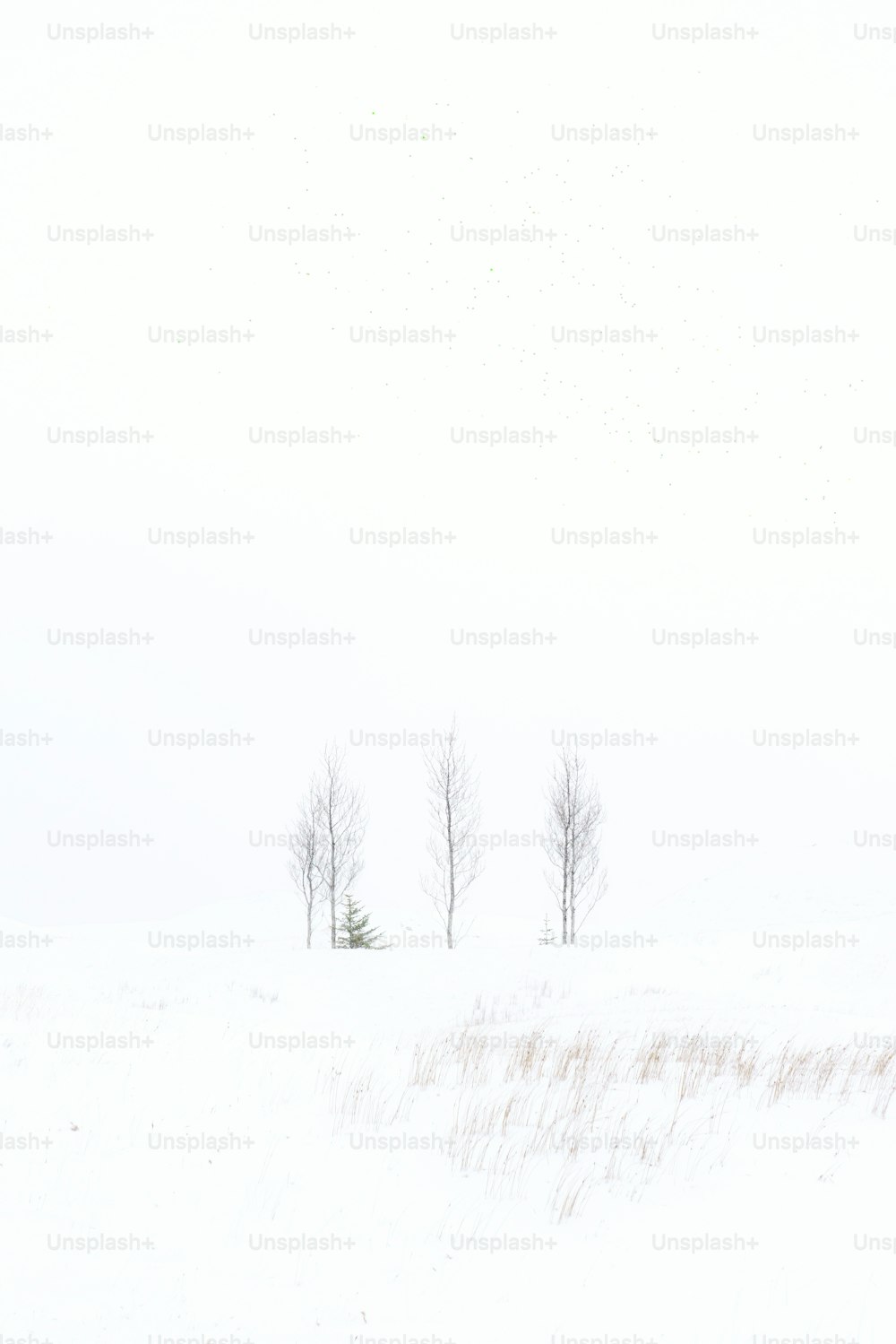 um par de árvores que estão de pé na neve