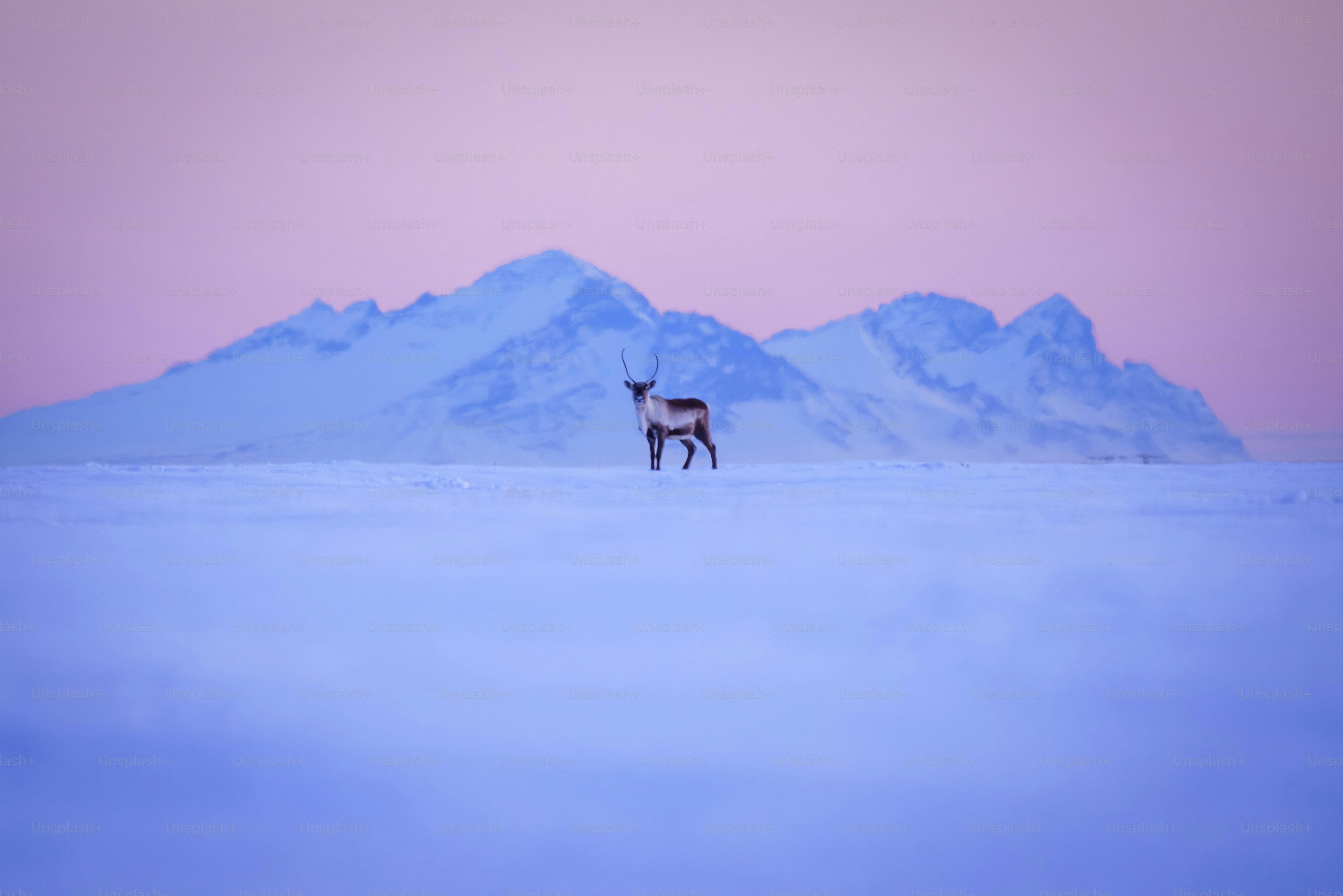 Ein Reh steht mitten auf einem schneebedeckten Feld