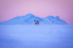 a deer standing in the middle of a snow covered field