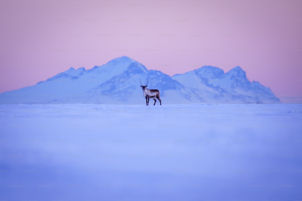 um cervo em pé no meio de um campo coberto de neve
